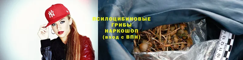 Галлюциногенные грибы Psilocybe  Нытва 